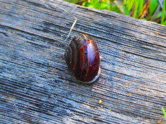 Helminthoglypta sequoicola consors