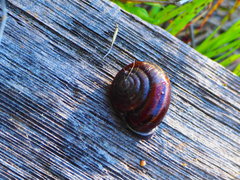 Helminthoglypta sequoicola consors