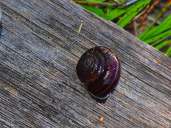 Helminthoglypta sequoicola consors