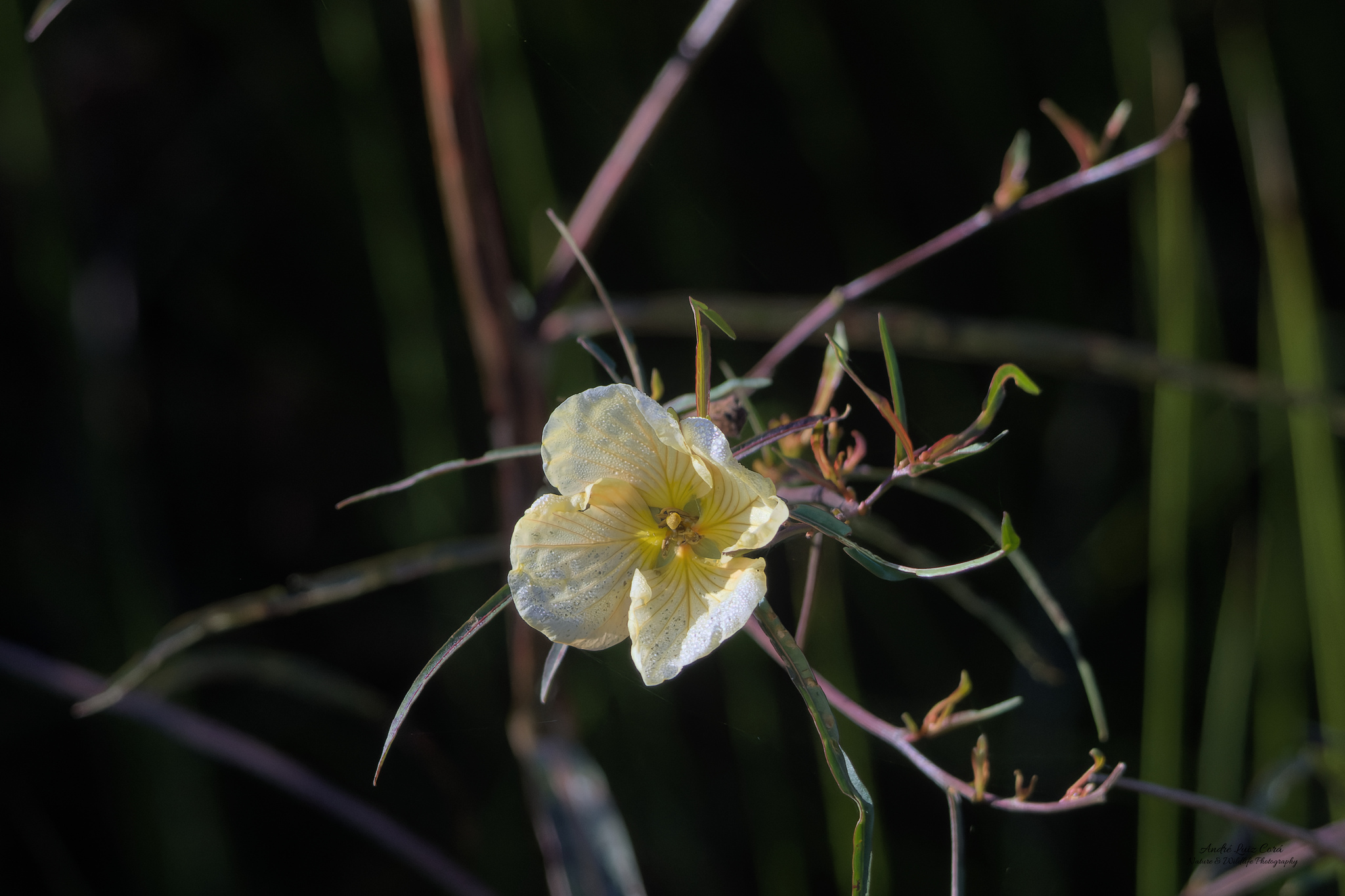 Ludwigia major