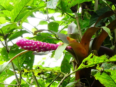 Guzmania remyi