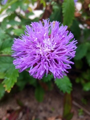 Centratherum punctatum