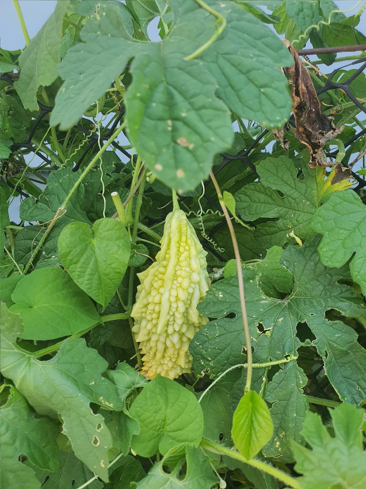 Momordica charantia
