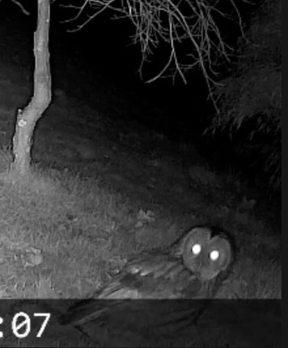 View observation of {o.common_name} on iNaturalist