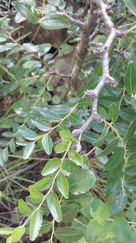 Jujube (Ziziphus jujuba)