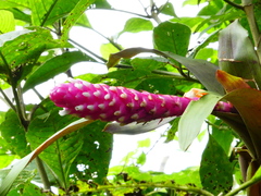 Guzmania remyi, photograph (c) marika abbà, some rights reserved (CC BY)