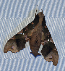 Callionima denticulata