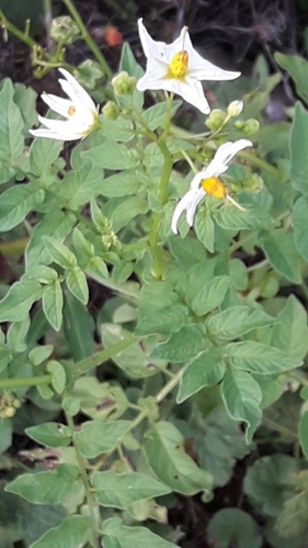 Chaco potato (Solanum chacoense)