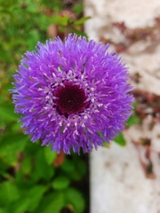 Centratherum punctatum