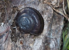 Helminthoglypta sequoicola consors