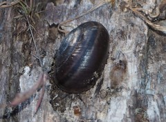 Helminthoglypta sequoicola consors