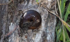 Helminthoglypta sequoicola consors