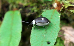 Aspicela unipunctata