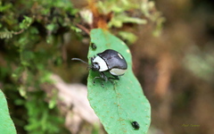 Aspicela unipunctata