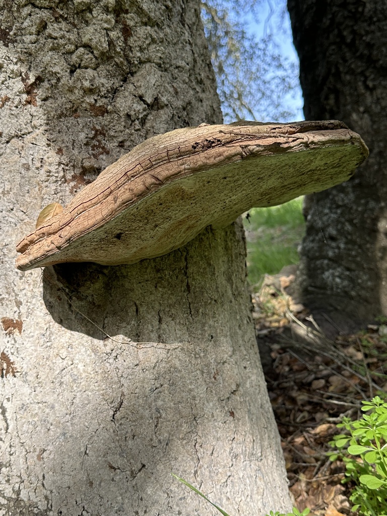Ganoderma brownii · January 2026 · photo: © irinamitine (iNaturalist, cc-by)