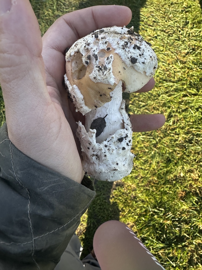 Amanita velosa · February 2026 · photo: © katrinamccollough (iNaturalist, cc0)