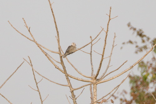 Vinaceous Dove (Streptopelia vinacea)