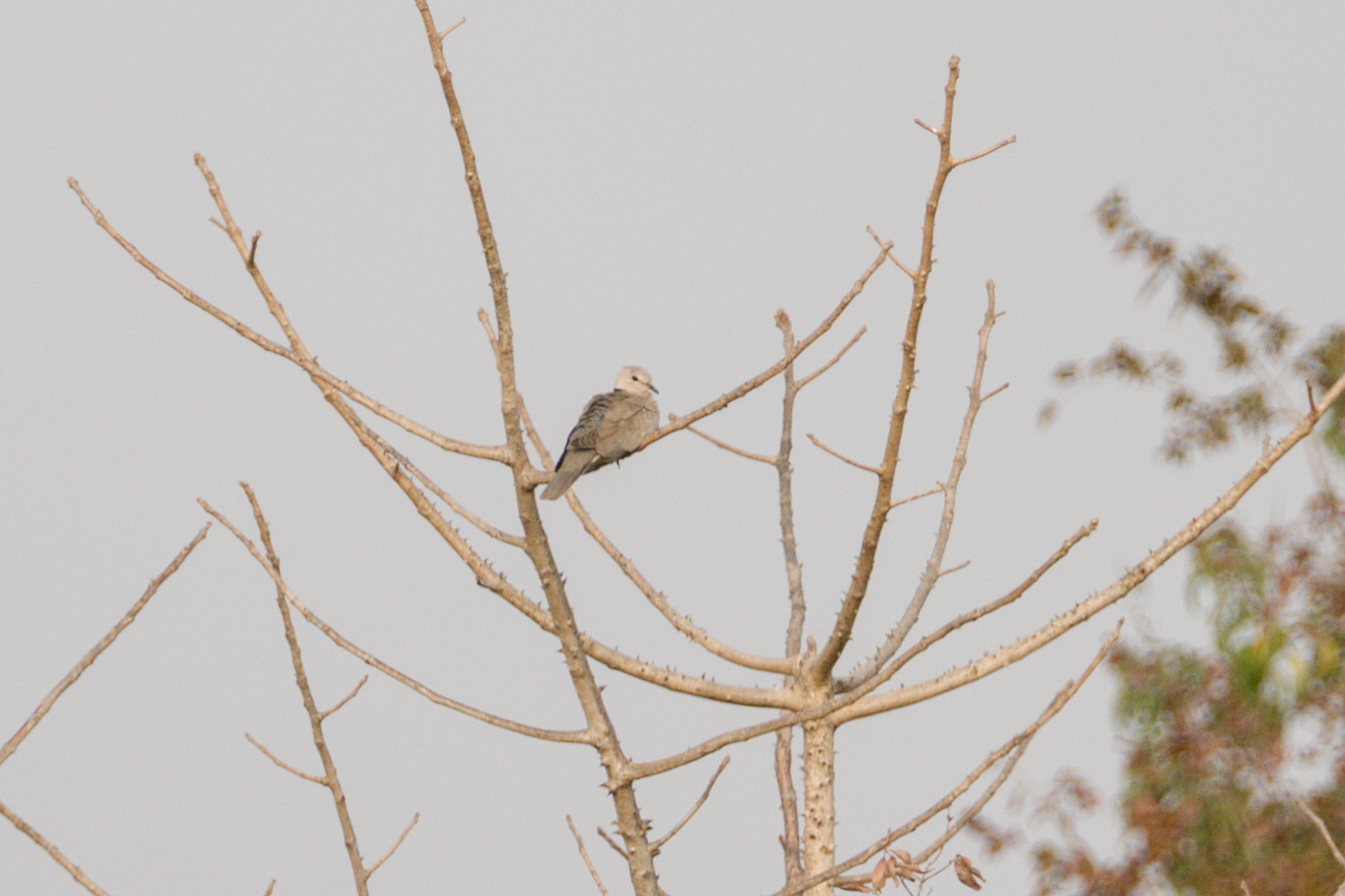 Vinaceous Dove (Streptopelia vinacea), photo 1