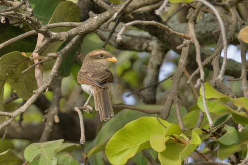 Yellow-billed Shrike (Corvinella corvina), photo 8