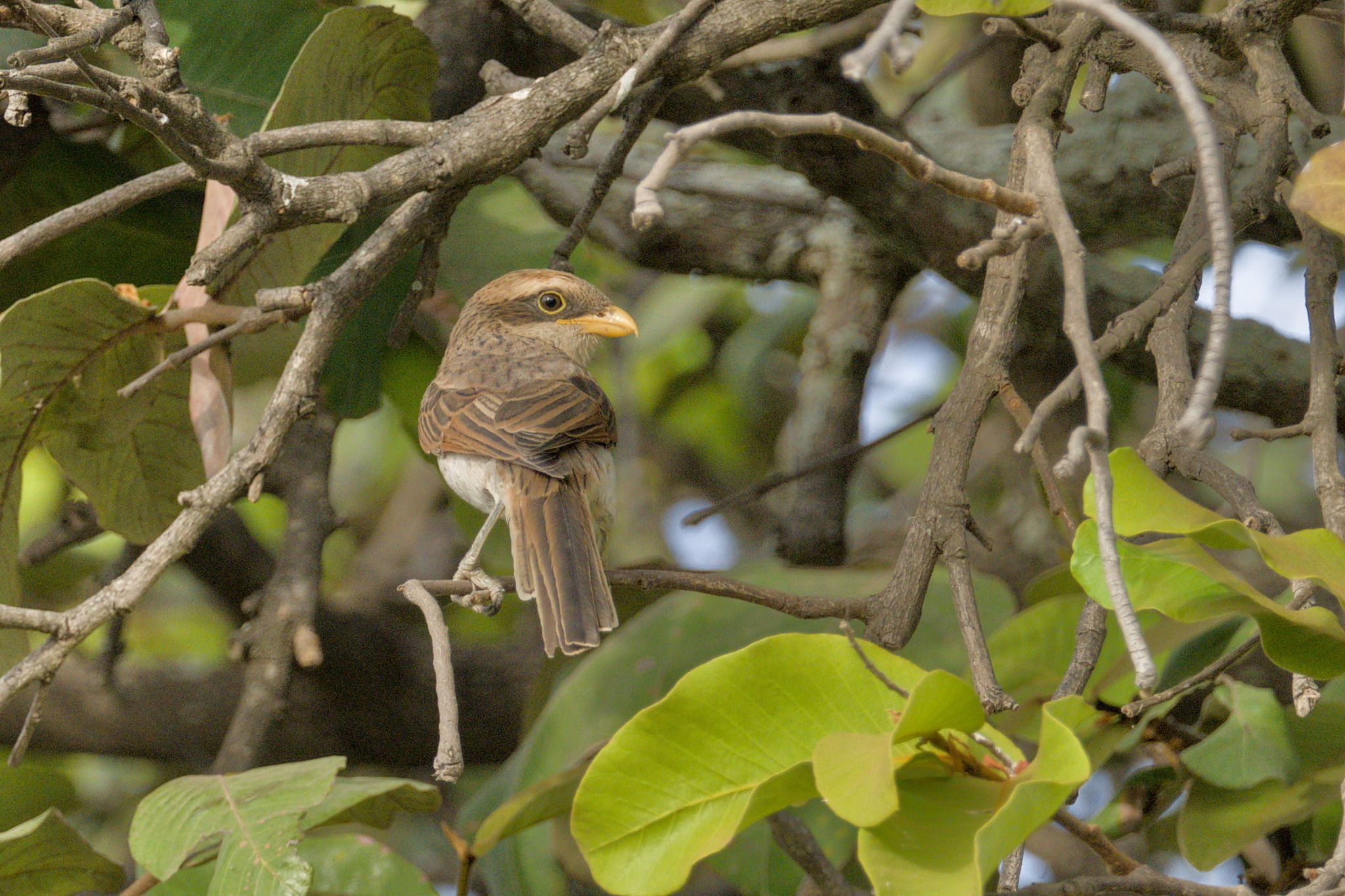 Yellow-billed Shrike (Corvinella corvina), photo 3