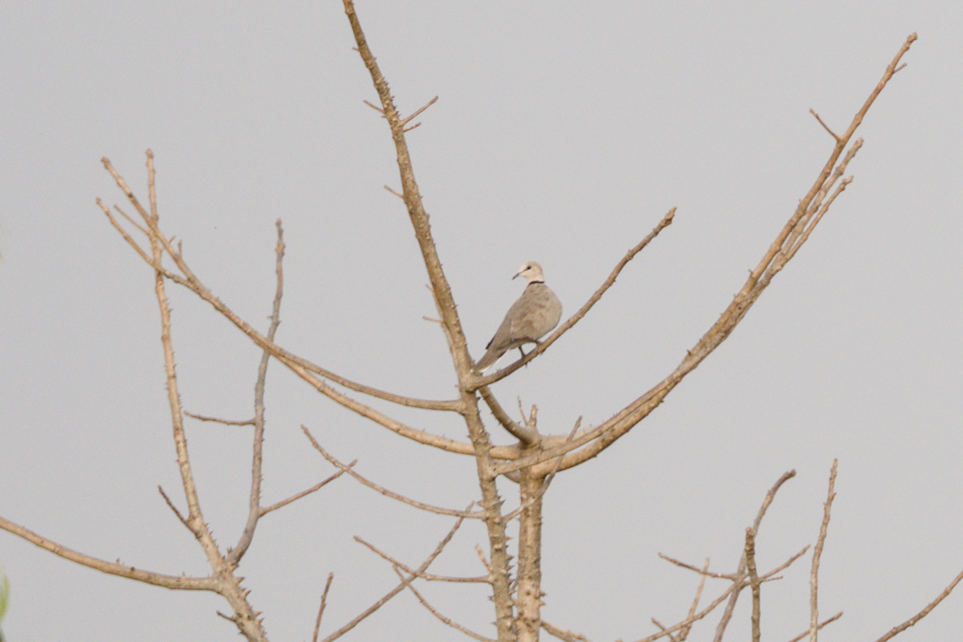 Vinaceous Dove (Streptopelia vinacea), photo 4