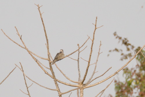 Vinaceous Dove (Streptopelia vinacea), photo 2