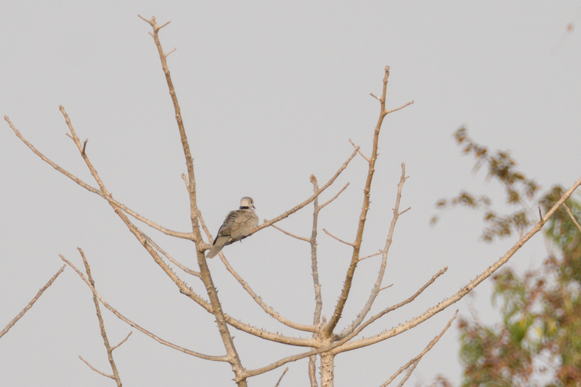 Vinaceous Dove (Streptopelia vinacea), photo 2