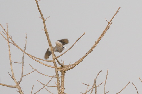 Vinaceous Dove (Streptopelia vinacea), photo 9