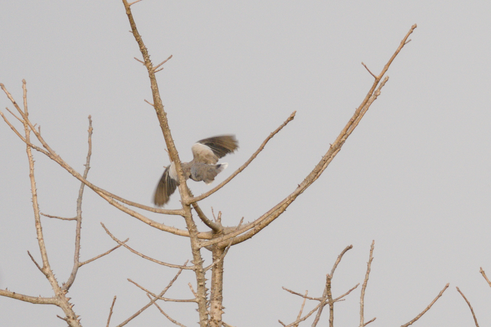 Vinaceous Dove (Streptopelia vinacea), photo 5