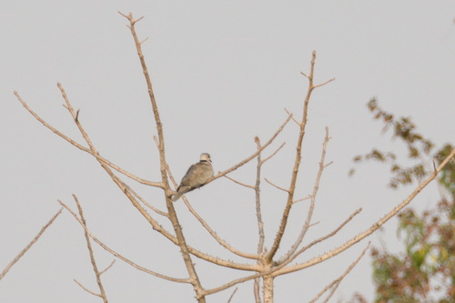Vinaceous Dove (Streptopelia vinacea), photo 7