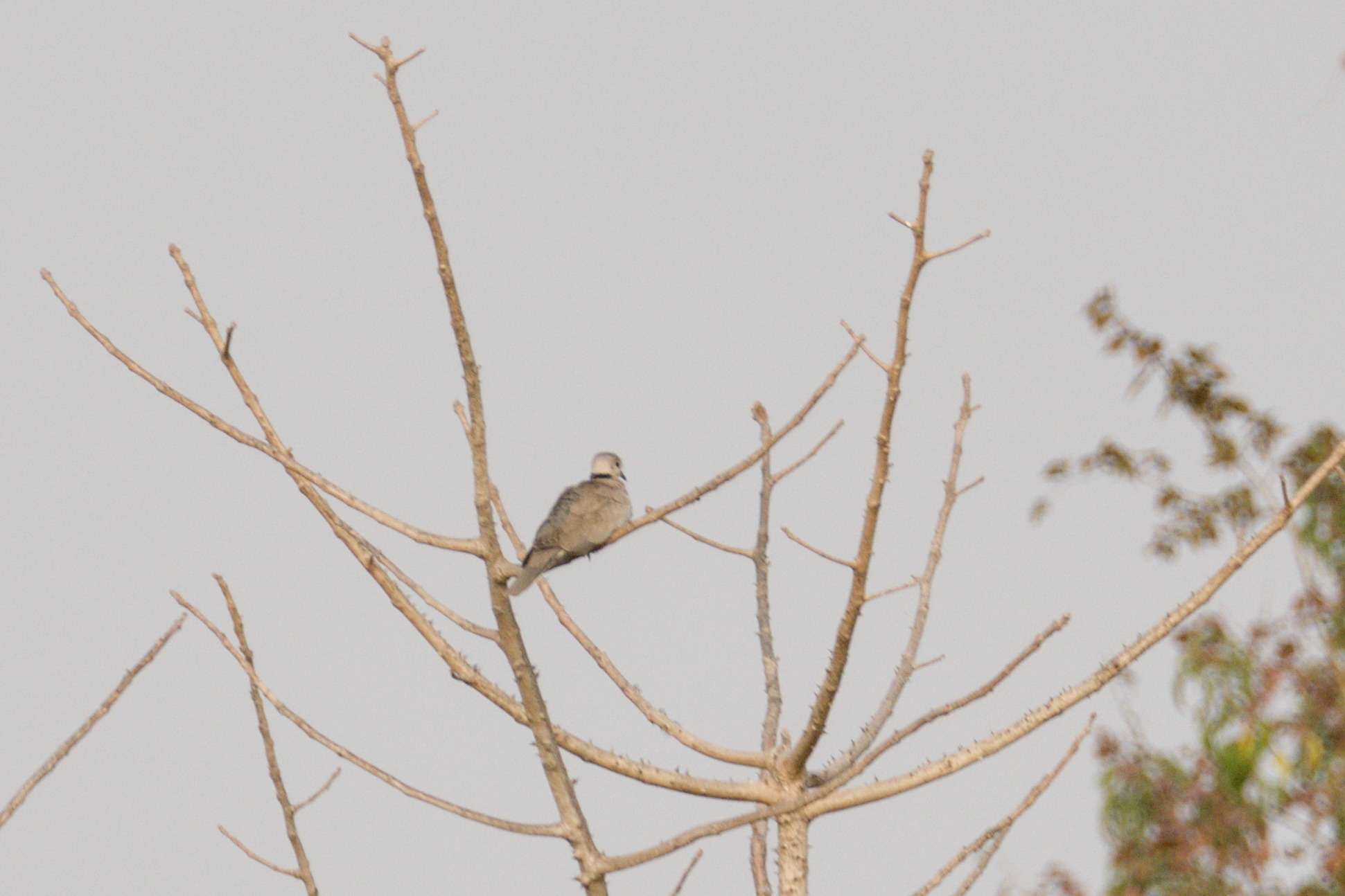Vinaceous Dove (Streptopelia vinacea), photo 3