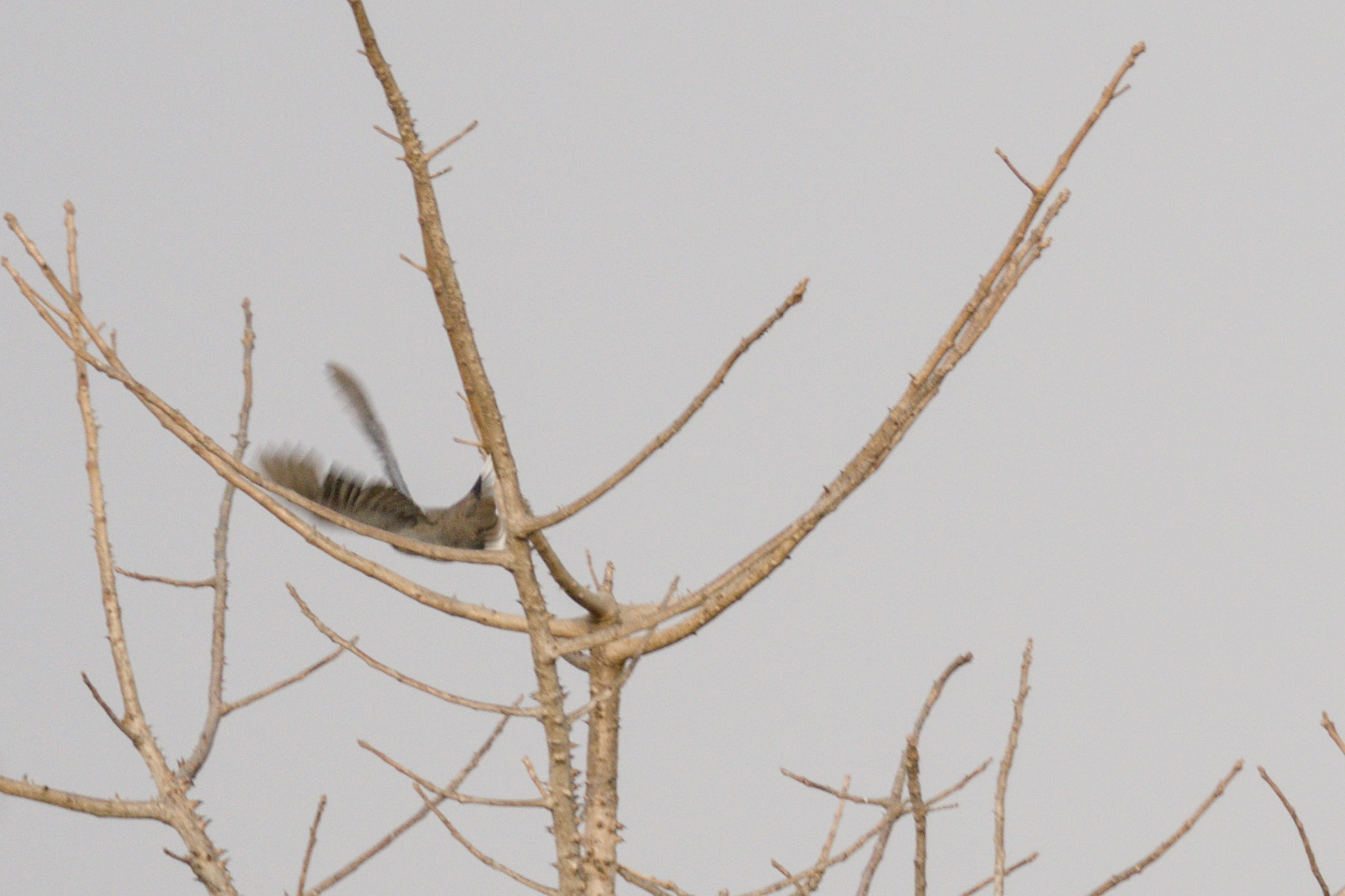 Vinaceous Dove (Streptopelia vinacea), photo 6