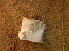 Rhinoptera steindachneri