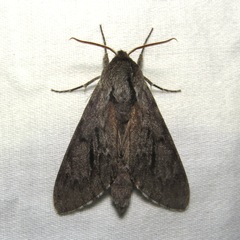 Lapara coniferarum
