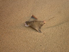 Rhinoptera steindachneri