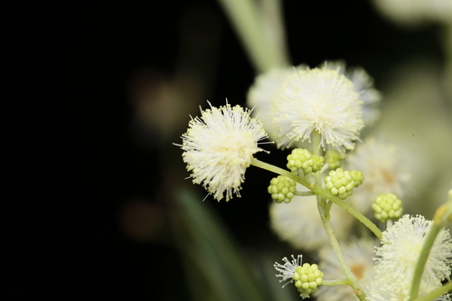 green wattle (Acacia irrorata)