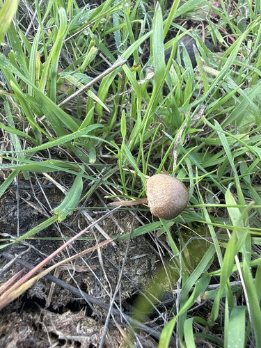 iNaturalist observation photo of Mower's Mushroom