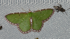 Synchlora pulchrifimbria