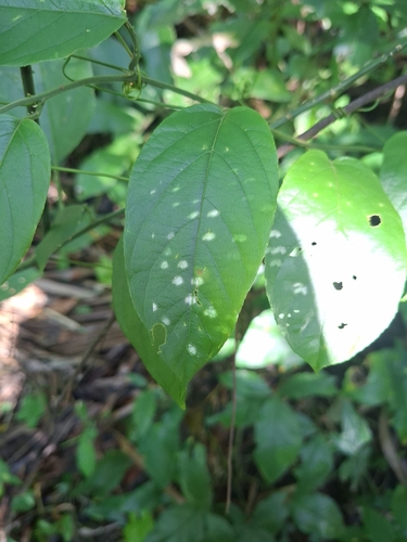 Passiflora serratifolia, photograph 3