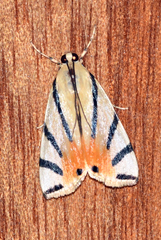 Dichogama prognealis