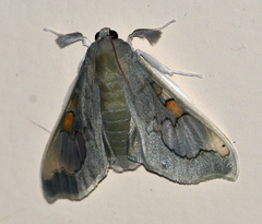 Siga pyronia