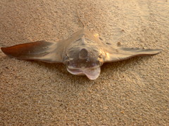 Rhinoptera steindachneri