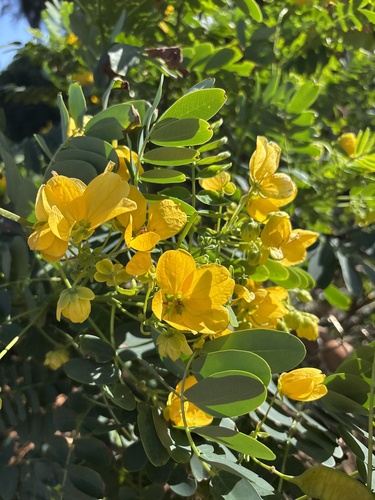 Senna surattensis observed 2026-02-03