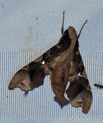 Callionima denticulata