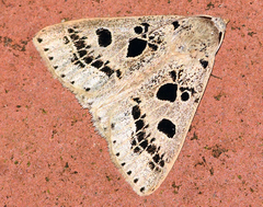 Herminodes atrosignata
