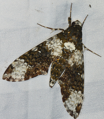 Manduca albiplaga