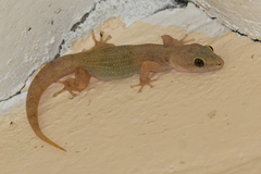 Phyllodactylus reissii
