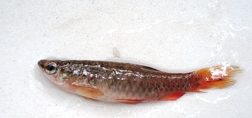 Korte pyrrhulina (Pyrrhulina brevis) — Lebiasinidae — 2