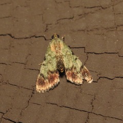 Epipaschia superatalis