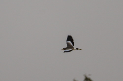 African Wattled Lapwing (Vanellus senegallus), photo 10